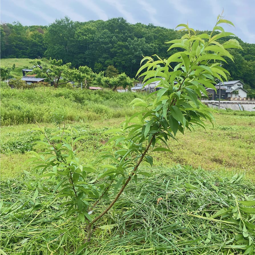 桃湖園で収穫した清水白桃 2