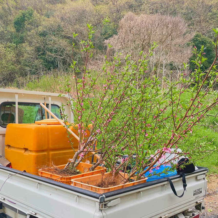 桃湖園で収穫した清水白桃 3