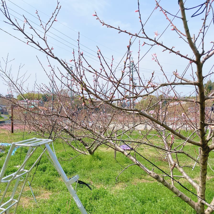 桃湖園で収穫した清水白桃 6