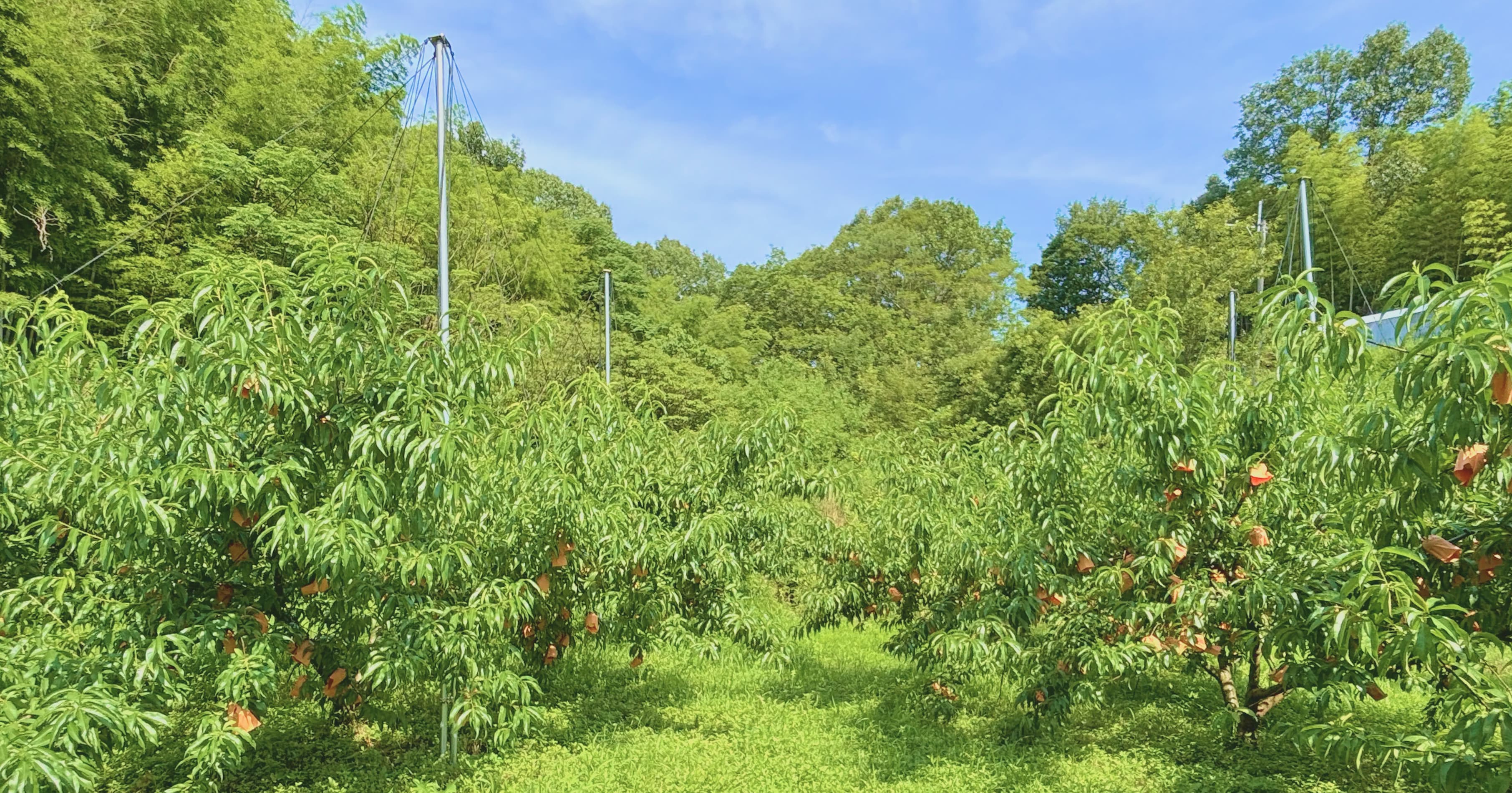 桃湖園の桃畑と収穫した清水白桃